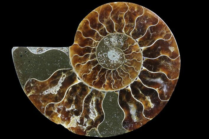 Agatized Ammonite Fossil (Half) - Madagascar #83836